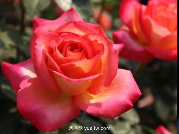 彩云花間人心醉，一起認識彩云月季(圖2)