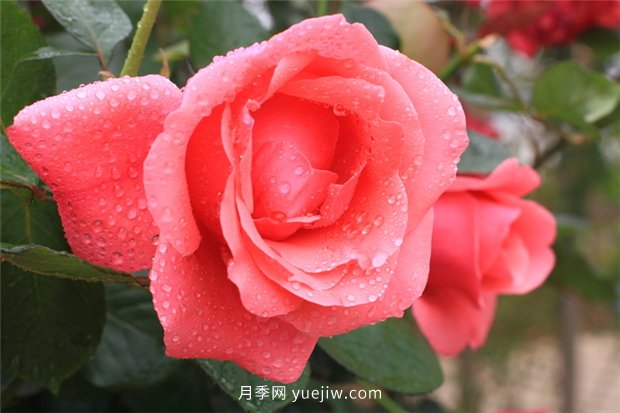實(shí)測3款“識花小程序”，讓你再也不愁認錯花(圖1)