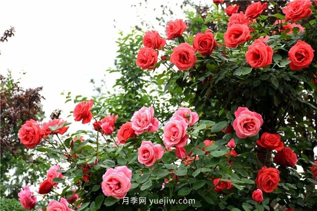 日漸火熱的“漂亮異樹(shù)”，你知道樹(shù)狀月季嗎？(圖3)