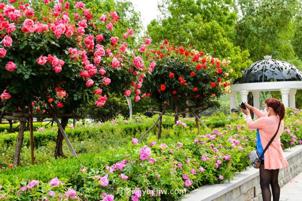 日漸火熱的“漂亮異樹(shù)”，你知道樹(shù)狀月季嗎？(圖2)
