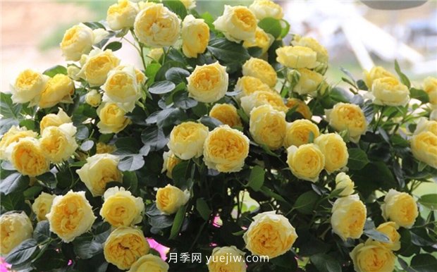 10大入門(mén)微型月季品種推薦，選這些微月就對了(圖1)