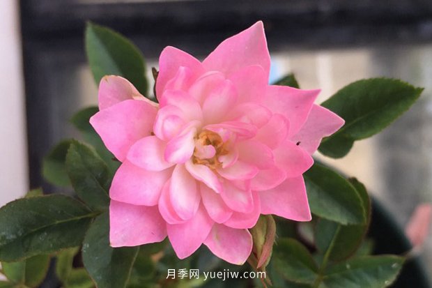 10大入門(mén)微型月季品種推薦，選這些微月就對了(圖3)