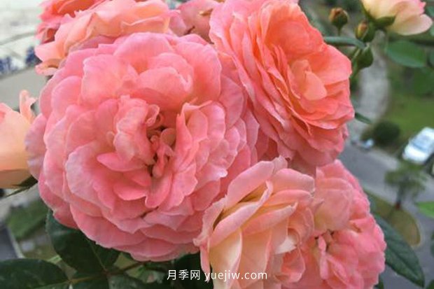 10大入門(mén)微型月季品種推薦，選這些微月就對了(圖5)