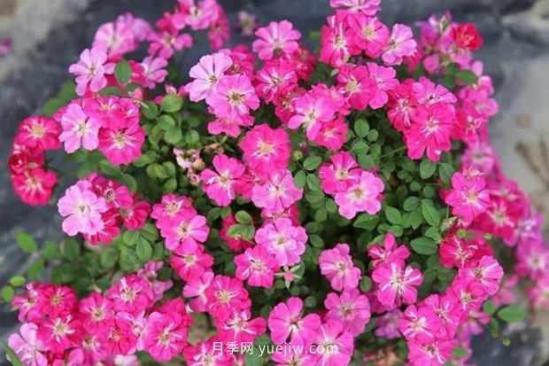 10大入門(mén)微型月季品種推薦，選這些微月就對了(圖6)