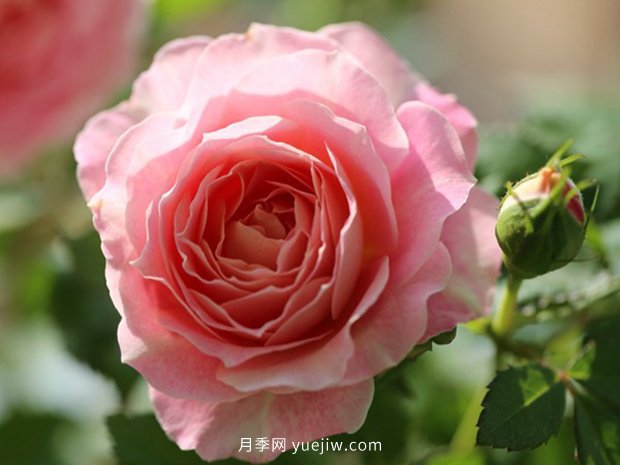10大入門(mén)微型月季品種推薦，選這些微月就對了(圖8)