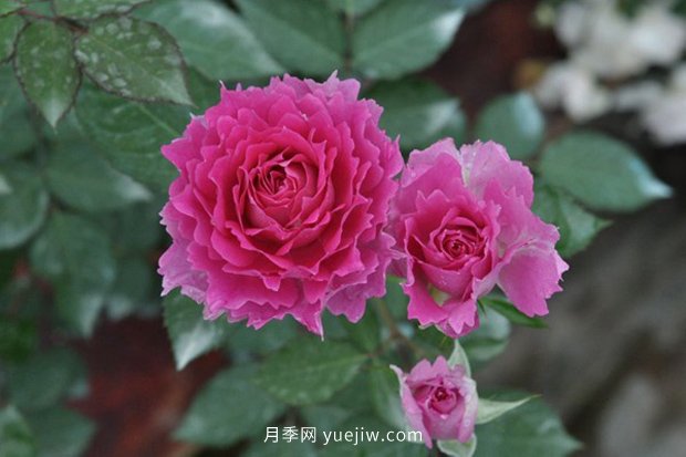 10大入門(mén)微型月季品種推薦，選這些微月就對了(圖9)