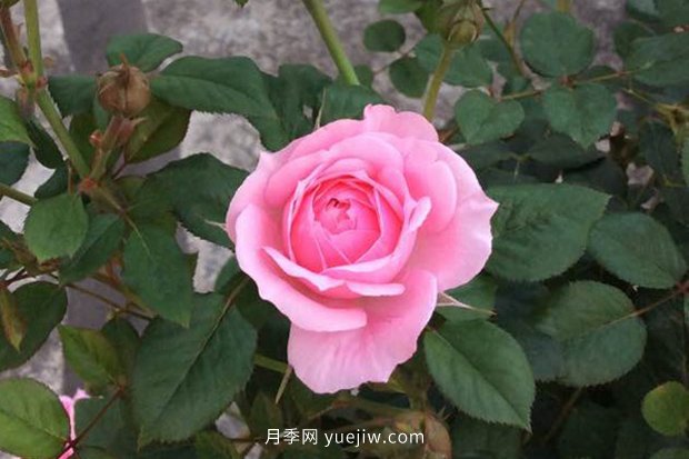 10大入門(mén)微型月季品種推薦，選這些微月就對了(圖4)