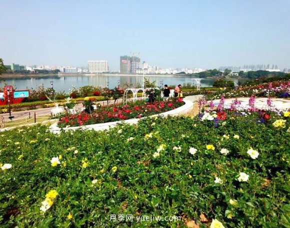 2021深圳4月份月季花觀(guān)賞推薦地立新湖公園(圖1)