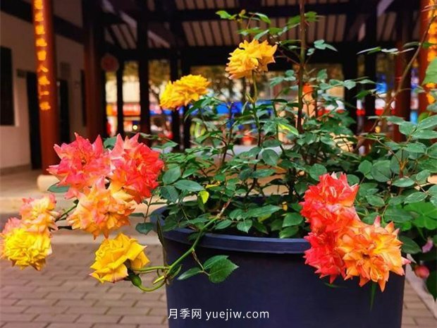 福州茶亭公園月季花開(kāi)，芬芳美爆！(圖2)