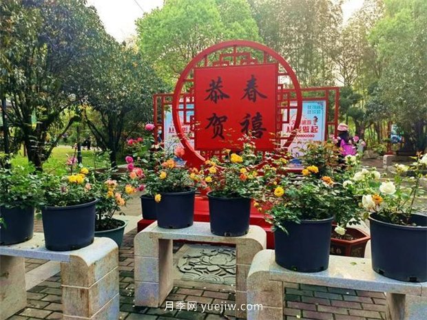 福州茶亭公園月季花開(kāi)，芬芳美爆！(圖3)