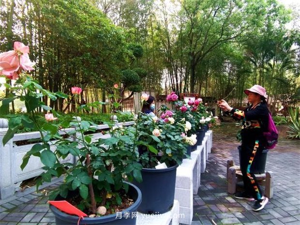 福州茶亭公園月季花開(kāi)，芬芳美爆！(圖4)