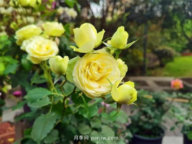 福州茶亭公園月季花開(kāi)，芬芳美爆！(圖5)