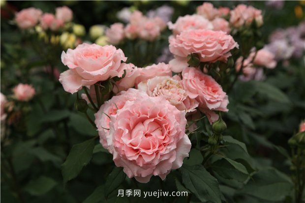 推薦一批少刺的月季品種，來(lái)看看吧(圖2)