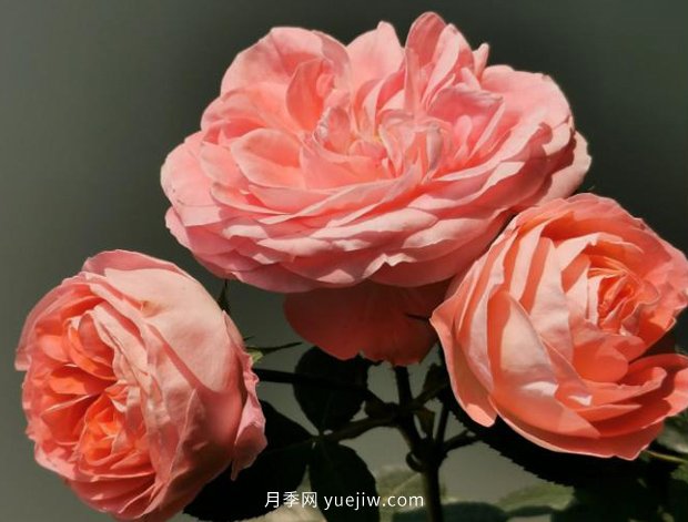 諾娃月季，推薦給陽(yáng)臺黨們的微月品種(圖2)