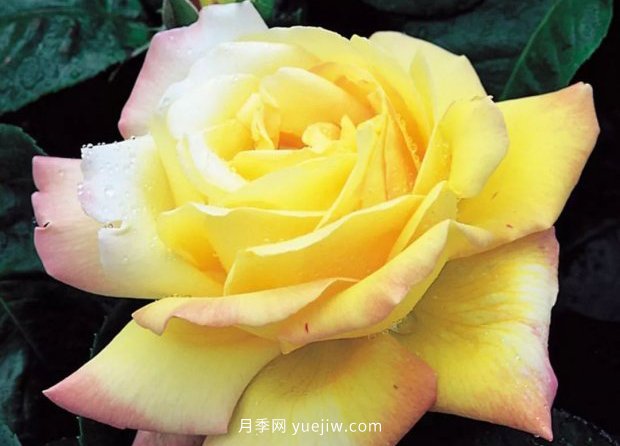 新手必備9個(gè)大花月季經(jīng)典品種，不可錯過(guò)的美人(圖2)