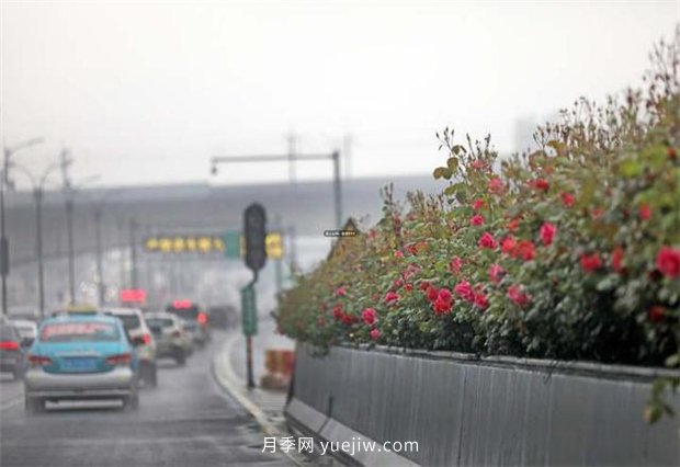 杭州高架月季進(jìn)入開(kāi)放期，花開(kāi)引領(lǐng)杭州月季美景(圖1)