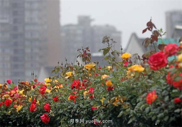杭州高架月季進(jìn)入開(kāi)放期，花開(kāi)引領(lǐng)杭州月季美景(圖3)