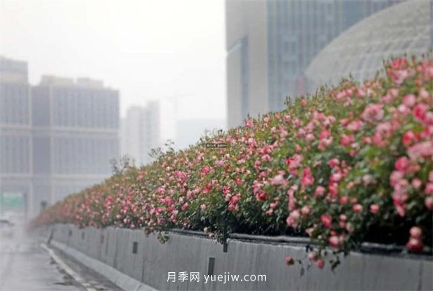 杭州高架月季進(jìn)入開(kāi)放期，花開(kāi)引領(lǐng)杭州月季美景(圖2)