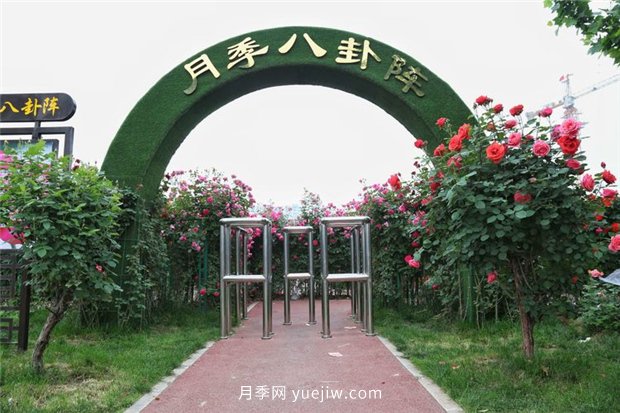 河南汝州市月季八卦景觀(guān) 一步一景迎五一花海(圖1)