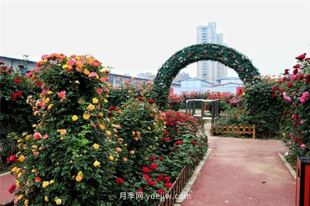 河南汝州市月季八卦景觀(guān) 一步一景迎五一花海(圖3)