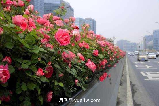 132萬(wàn)株高架月季陸續綻放 杭州迎來(lái)“月季時(shí)間”(圖1)