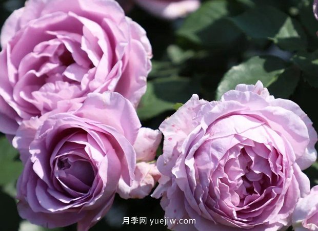 月季新品種，暗戀的心月季，陽(yáng)臺有它四季看花(圖1)