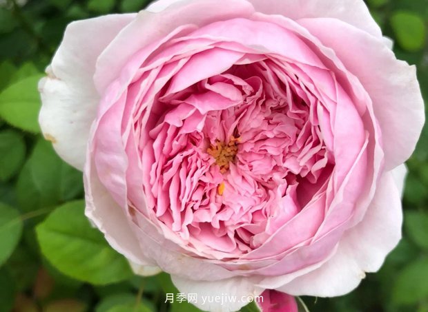 12個(gè)藤本月季品種推薦，造型適合月季花柱和拱門(mén)(圖2)