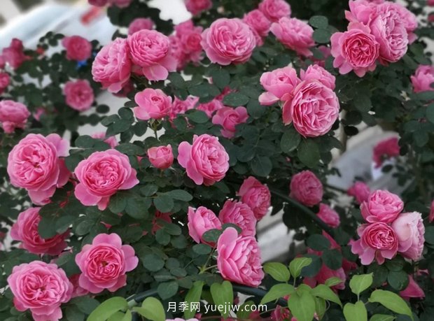 12個(gè)藤本月季品種推薦，造型適合月季花柱和拱門(mén)(圖3)