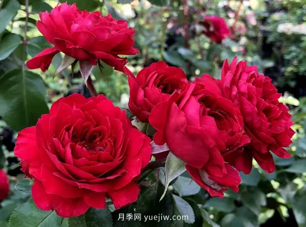 12個(gè)藤本月季品種推薦，造型適合月季花柱和拱門(mén)(圖4)