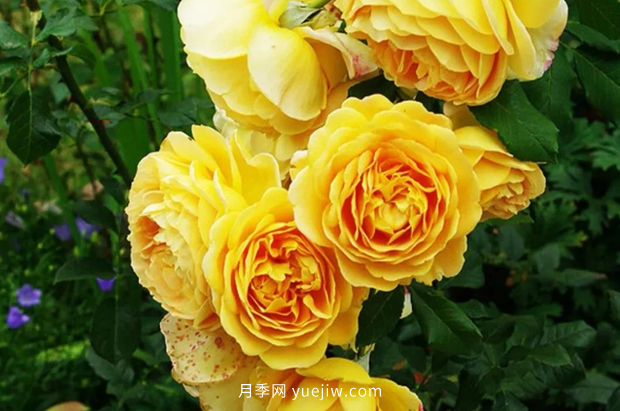 12個(gè)藤本月季品種推薦，造型適合月季花柱和拱門(mén)(圖5)