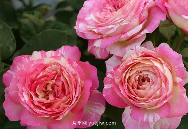 12個(gè)藤本月季品種推薦，造型適合月季花柱和拱門(mén)(圖12)