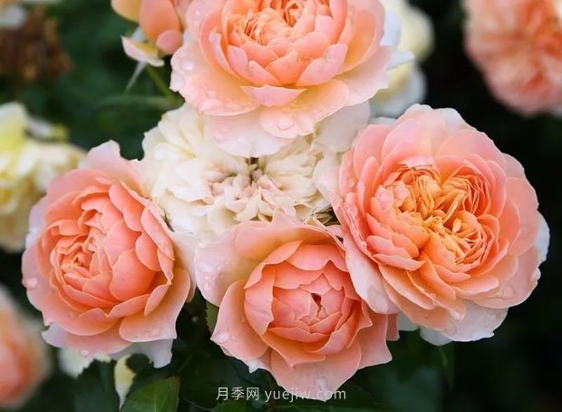 十款花期***長(cháng)的微型月季品種，適合陽(yáng)臺種植(圖10)