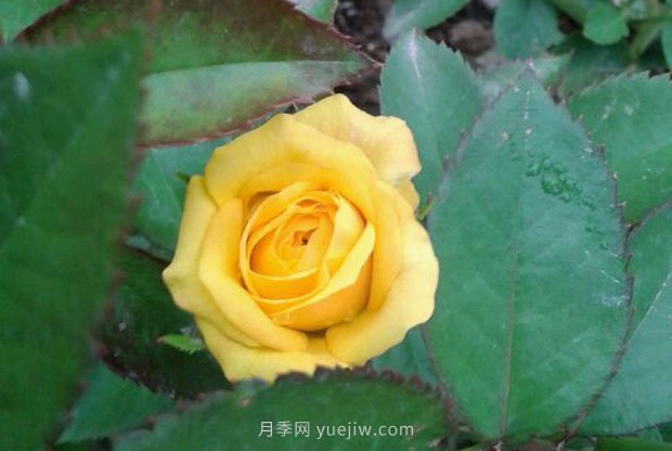 十款花期***長(cháng)的微型月季品種，適合陽(yáng)臺種植(圖6)