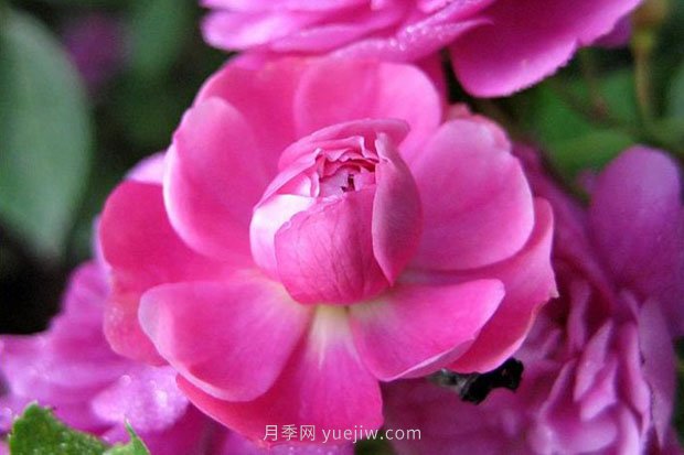 十款花期***長(cháng)的微型月季品種，適合陽(yáng)臺種植(圖2)
