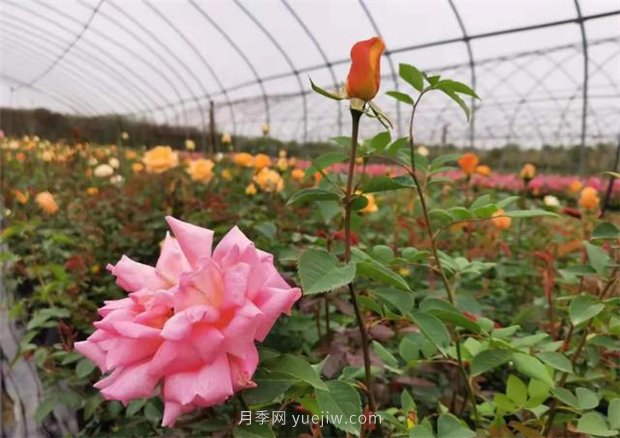 再等等盛花期，南陽(yáng)現在賞月季為時(shí)還早(圖2)
