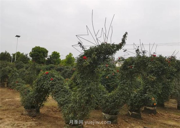 再等等盛花期，南陽(yáng)現在賞月季為時(shí)還早(圖3)