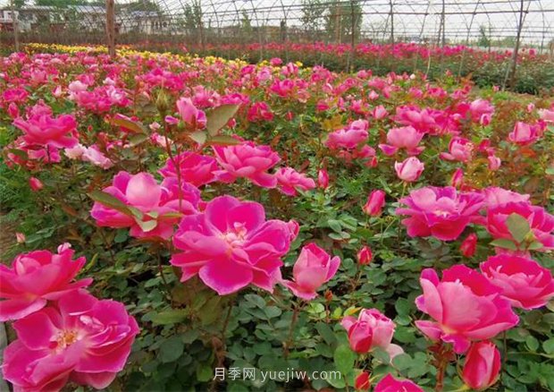 再等等盛花期，南陽(yáng)現在賞月季為時(shí)還早(圖4)
