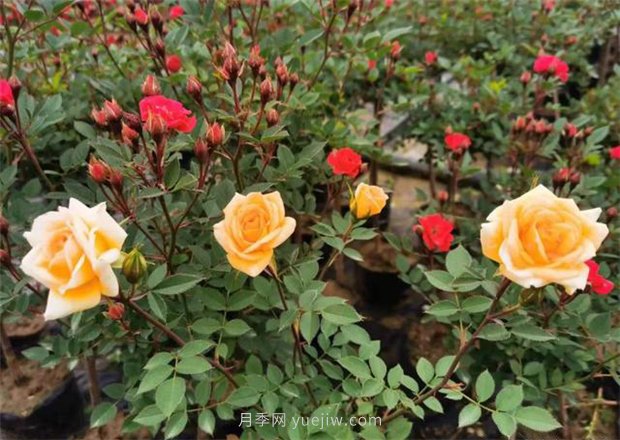 再等等盛花期，南陽(yáng)現在賞月季為時(shí)還早(圖1)