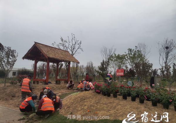 醉美泗陽(yáng)，月季花海，第十一屆中國月季展覽會(huì )4月28日開(kāi)幕(圖1)