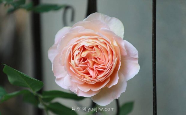 推薦4個(gè)適合新花友種植的藤本月季品種，長(cháng)勢強勁開(kāi)花量大(圖2)