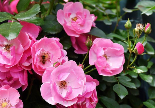 推薦4個(gè)適合新花友種植的藤本月季品種，長(cháng)勢強勁開(kāi)花量大(圖1)