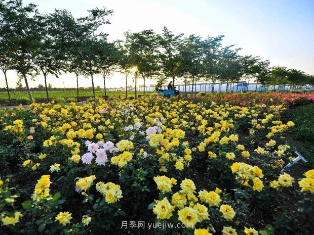 月季花卉苗木養護管理主要有幾方面？(圖1)