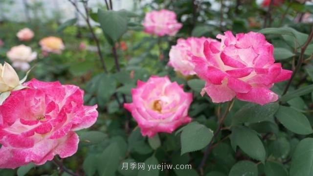 杭州滿(mǎn)城月季綻放，驚艷背后有他功勞(圖1)