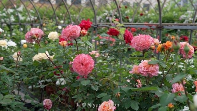 杭州滿(mǎn)城月季綻放，驚艷背后有他功勞(圖2)