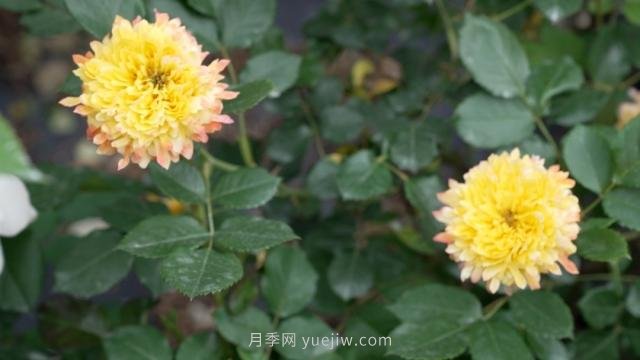 杭州滿(mǎn)城月季綻放，驚艷背后有他功勞(圖6)