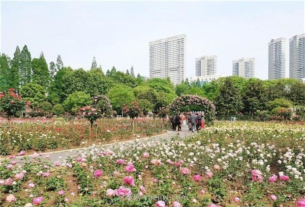 武漢市第十三屆月季展，青山和平公園等你來(lái)打卡(圖1)