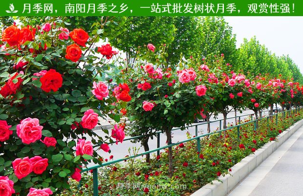 1-10公分月季樹(shù)價(jià)格是多少？樹(shù)狀月季5月報價(jià)單！(圖2)