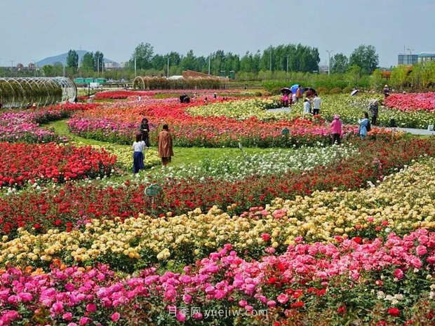 南陽(yáng)世界月季大觀(guān)園西園二期開(kāi)放，第十二屆南陽(yáng)月季花會(huì )等你來(lái)(圖1)