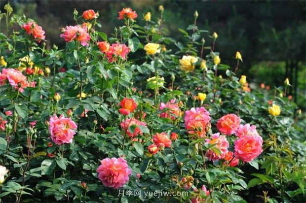 張愛(ài)玲的薔薇名句，薔薇處處開(kāi)，可愛(ài)又可親(圖1)