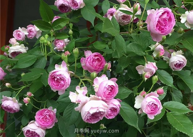 瑪姬嬸嬸月季，別被名字嚇跑，勤花超級花多(圖1)